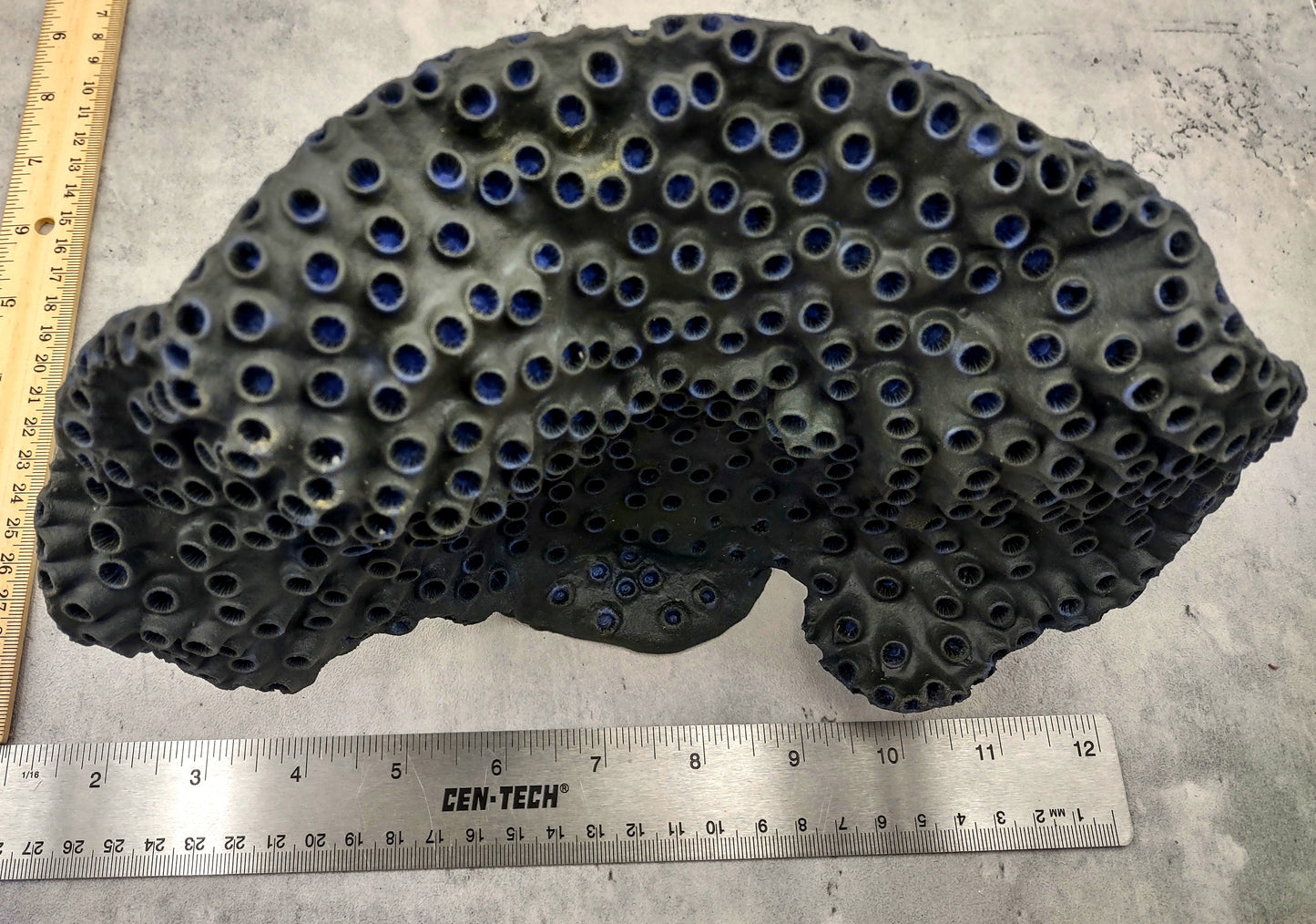 Black Cup FAUX Sun Coral - Tubastrea Peltata - (1 Coral Approx. 10Wx7Dx4T inches). A wide solid black sea fan with several holes and imprints, and a strong round like shaped base. Copyright 2022 SeaShellSupply.com.