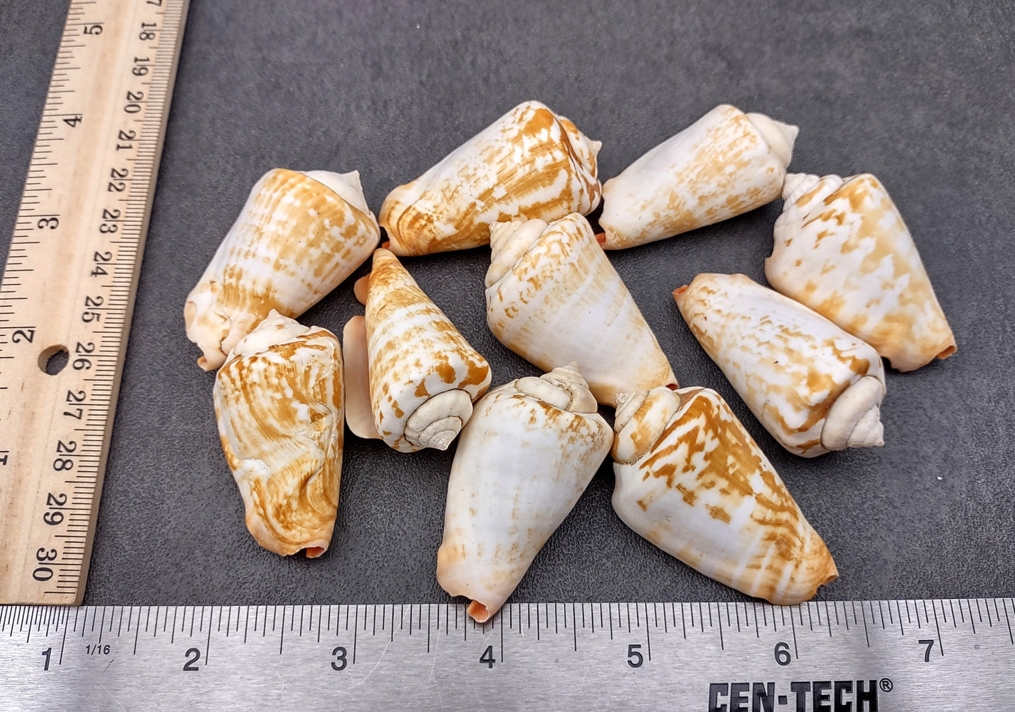 Strawberry Conch Seashells (10 pcs.) - Conomurex Luhuanus. Multiple white and tanned small shells in a pile. Copyright 2024 SeaShellSupply.com.
