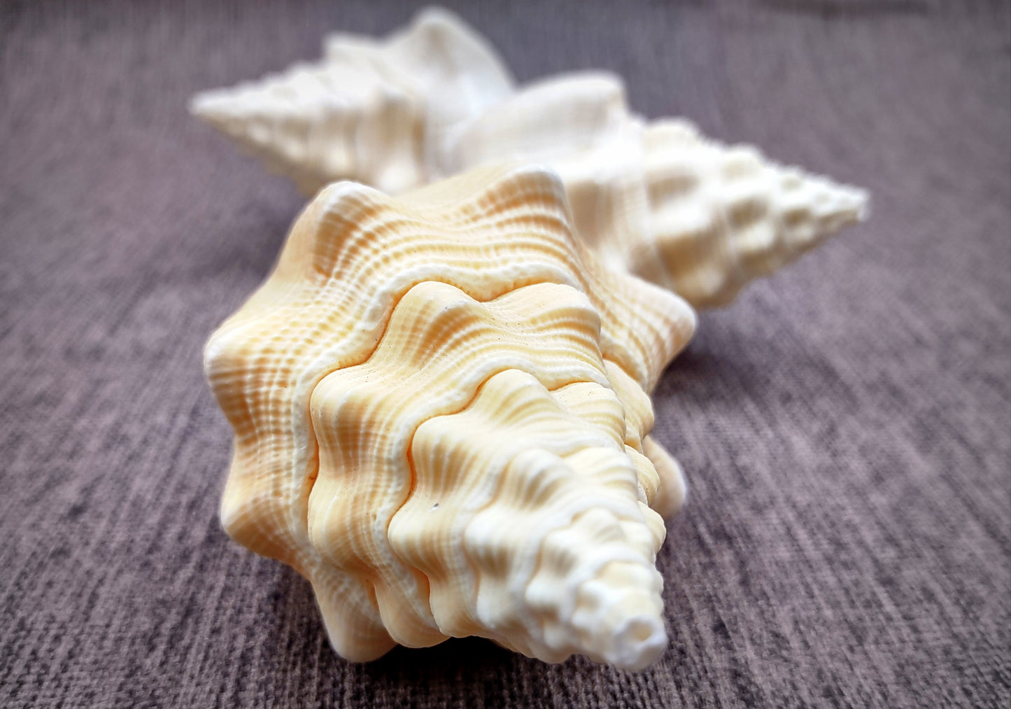 West Indian Chank - Turbinella Angulata - (1 shell 5-6 inches). White ribbed spiral shells, one shell shows the opening and one showing the textured side. Copyright 2024 SeaShellSupply.com.