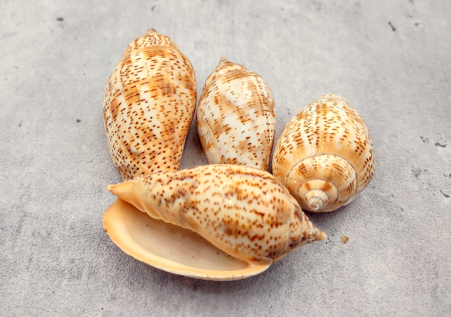 Brown Lined Volute Seashells Harpulina Lapponica (4 shells approx. 2+ inches) Neat shells for coastal crafting decor & collections!
