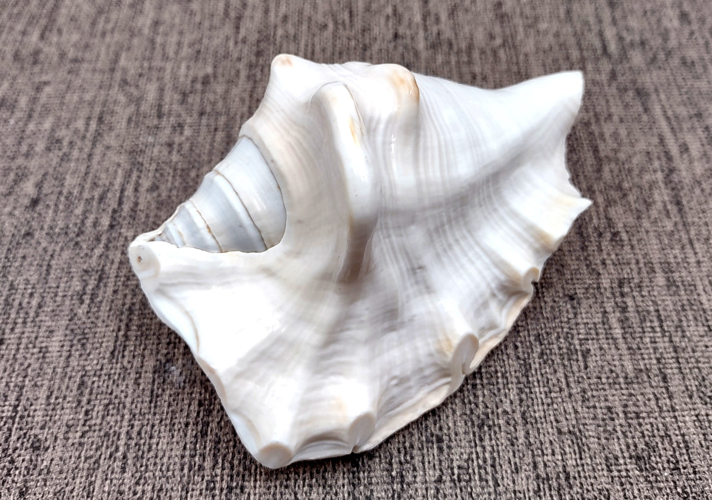 Spider Conch Seashell Lambis Lambis (1 shell approx. 4+ inches) B Grade great for coastal crafting displays and collections!