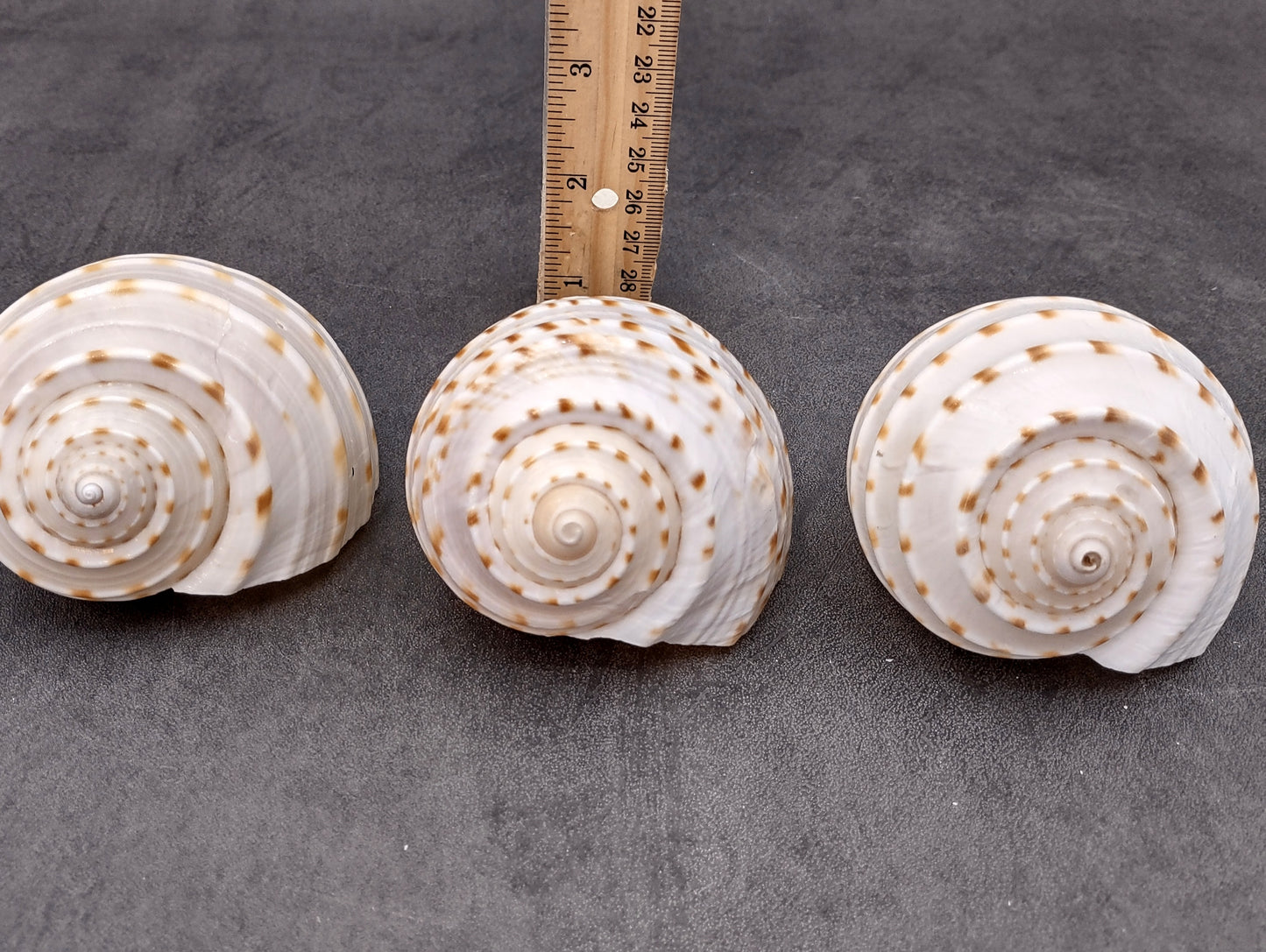 Spotted Tonna Seashells Tonna Tessalata (2 shells approx. 3+ inches) Perfect shells for coastal crafting décor & collections! Spotted white shells with tan dots and a spiral pattern. Copyright 2024 SeaShellSupply.com