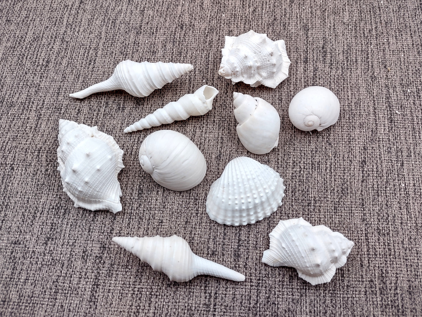 One Kilo (2.2 lbs.) White Seashell Mix