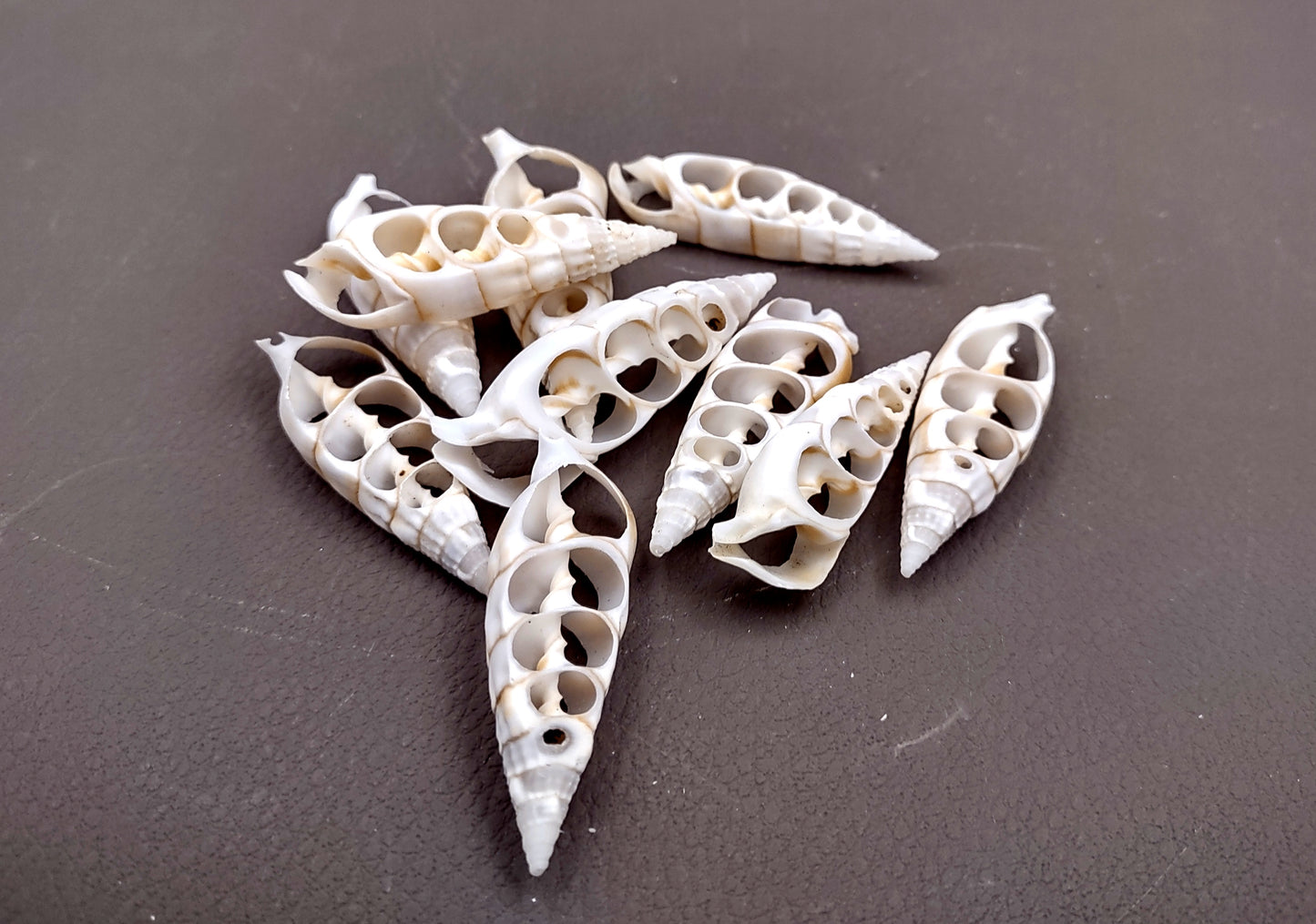 Cerithium Sliced/Center Cut Seashells (10 pcs.). White ribbed shells showing the inner cavities. Copyright 2024 SeaShellSupply.com.