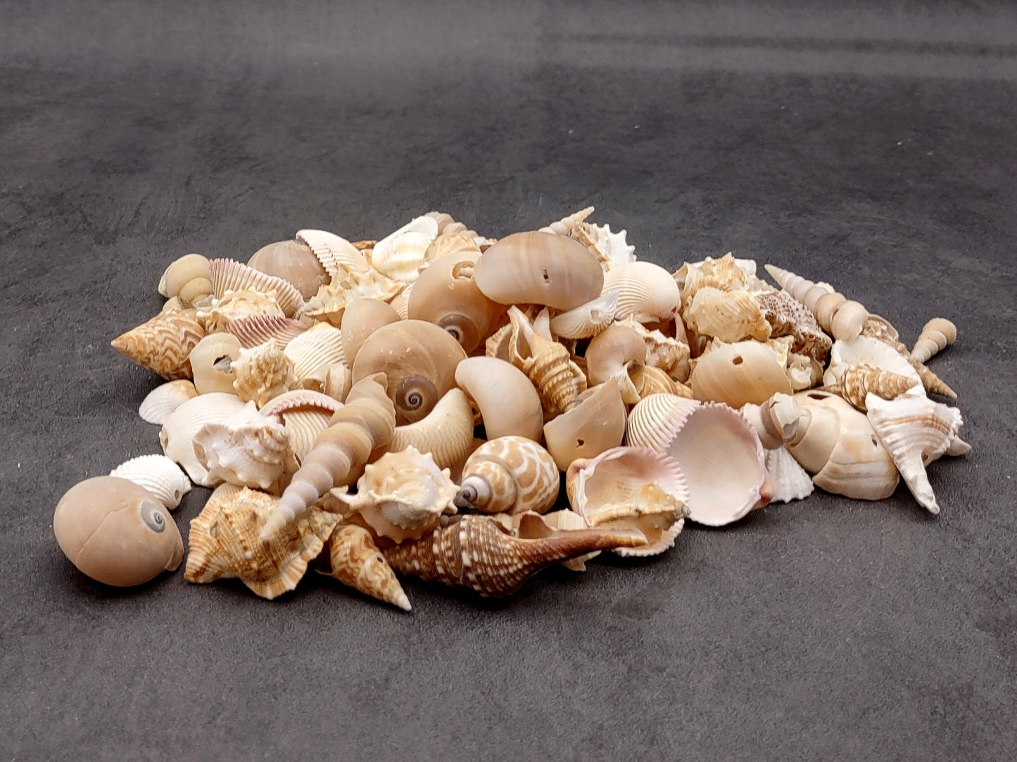 Drilled Seashells Assorted Mix (approx. 1 pound 60+ shells 0.75-1.5+ inches) Great shells for coastal crafting and collections!