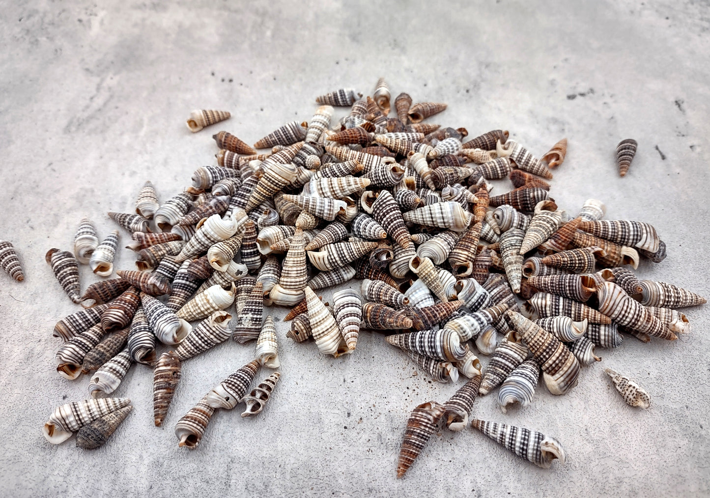 Cerithium Molniferus Seashells (approx. 190-200 pcs.). Multiple striped cone shaped shells in pile. Copyright 2024 SeaShellSupply.com.