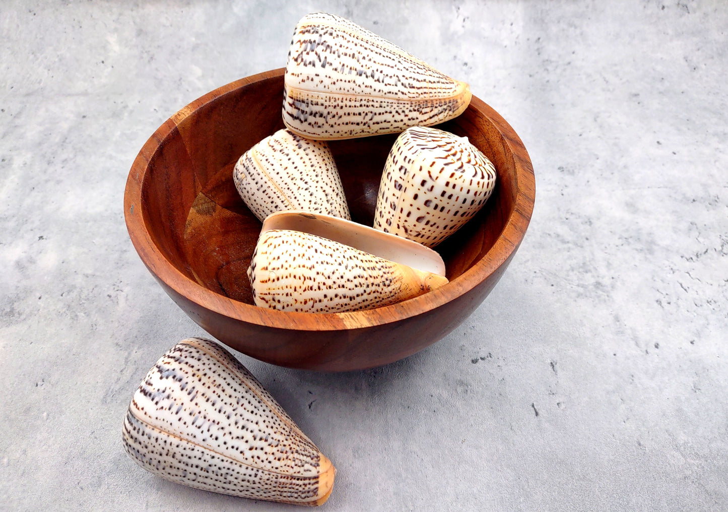 Suratan Cone Seashell (3 inch) - Conus Suratensis. Mainly white shells with black spots, one sitting to show the design and one to show the opening. Copyright 2024 SeaShellSupply.com.