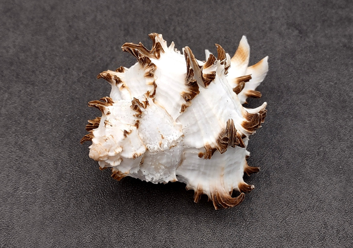 Endive Murex Seashell - Murex Endivia - (1 shell approx. 3-4 inches). One spiked spiral shell with small opening and black edges. Copyright 2022 SeaShellSupply.com.