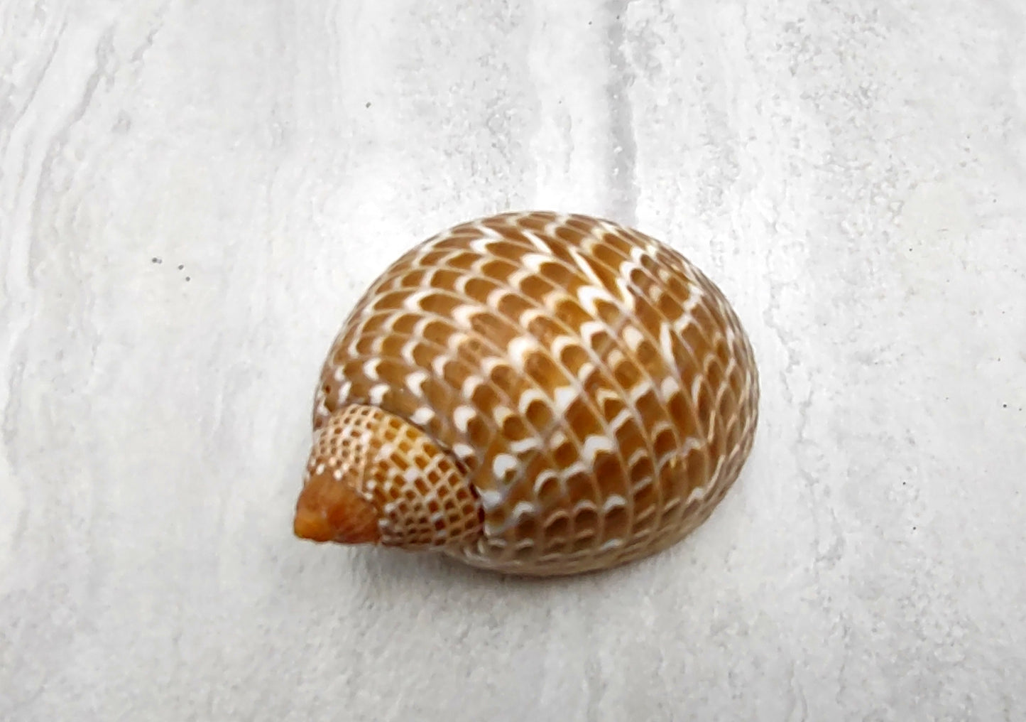Pacific Partridge Tun Seashell (3-4 inches) - Tonna Perdix. Two brown and white shells, one showing the spiral and design, the other showing the opening. Copyright 2022 SeaShellSupply.com.