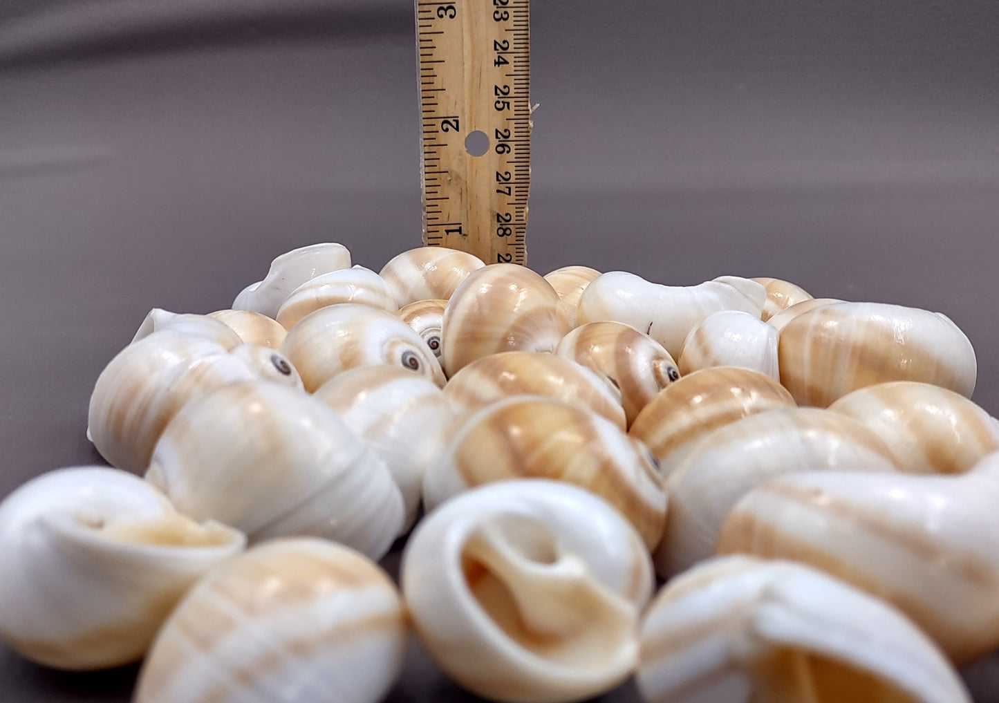 Shark Eye Moon Seashells (10 pcs.) - Polinices Duplicatus. White shells with tan stripes following the spiral. Copyright 2024 SeaShellSupply.com.