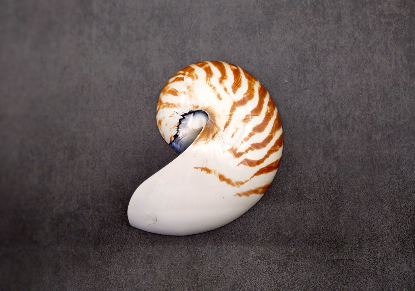 Polished Natural Nautilus Seashell Right Cut Single Half Nautilus Pompilius (1 HALF shell approx. 6+ inches) Shells for decor & collections!
