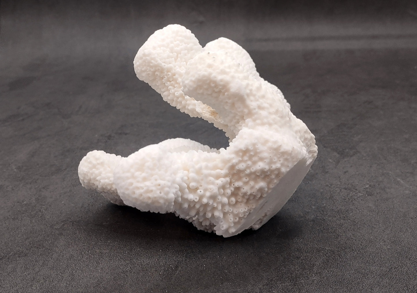 White Catspaw Coral Cluster Pocillopora Palifera (1 coral approx. 5-6+ inches) Great for ocean decor art projects & collecting!