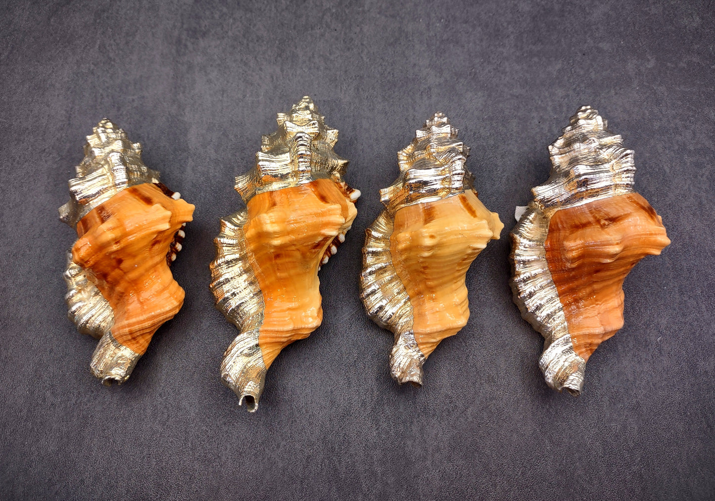 Silver-Plated Black Spotted Triton - Cymatium Latorium - (1 Shell approx. 3-5 inches) Real Triton shell decorated with silver decorative retro art deco! TE-704 Copyright 2024 SeaShellSupply.com