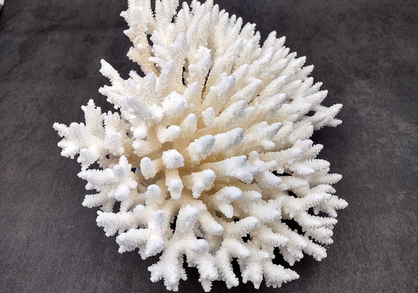 Photo of White Table Coral Large Cluster Acropora Latistella (1 coral approx. 9-11+ inches). Copyright 2024 SeashellSupply.com