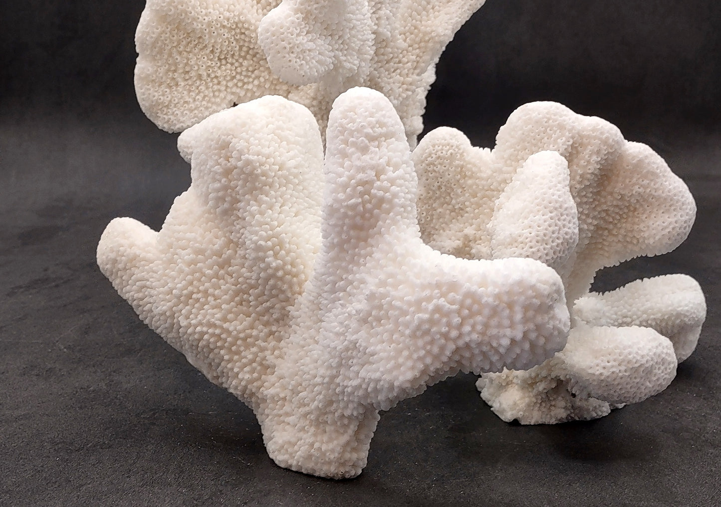 White Catspaw Coral Cluster Pocillopora Palifera (1 coral approx. 5-6+ inches) Great for ocean decor art projects & collecting!