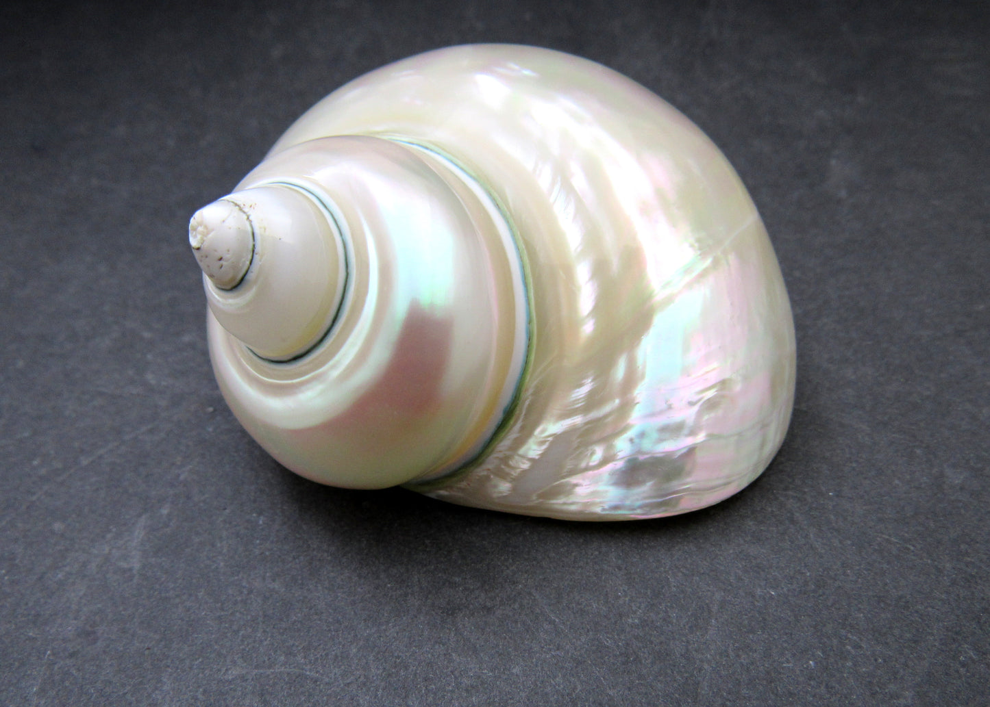 Pearlized Jade Turbo Shell Turbo Burgessi (1 shell approx. 3.5+ inches) Special shells for coastal crafting decor & collections!