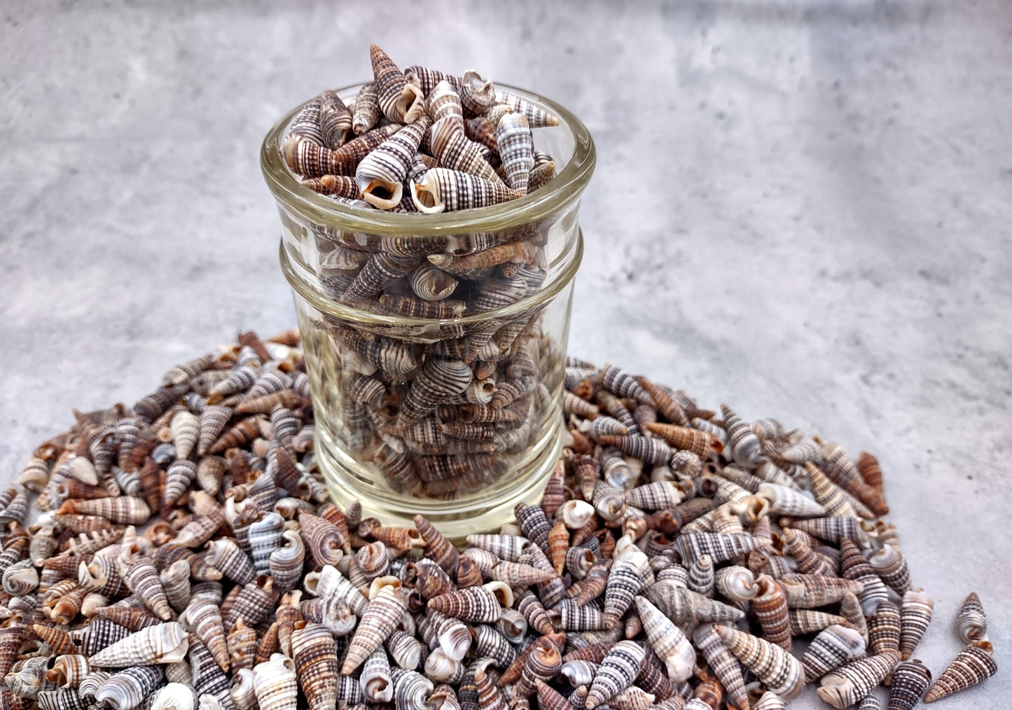 Cerithium Molniferus Seashells (approx. 190-200 pcs.). Multiple striped cone shaped shells in pile. Copyright 2024 SeaShellSupply.com.