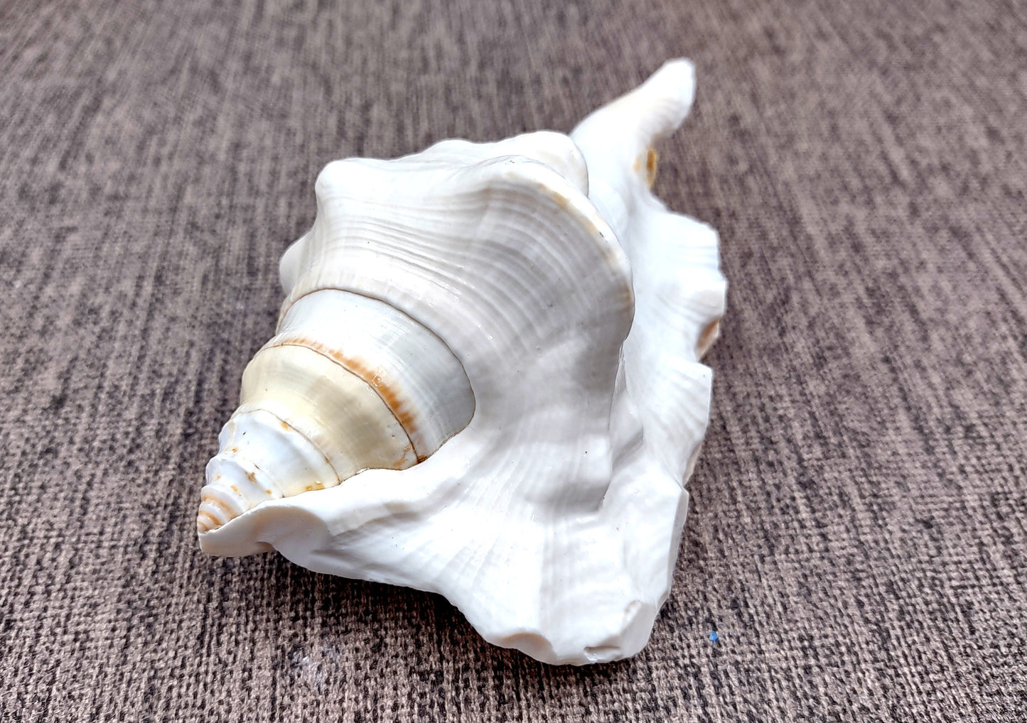 Spider Conch Seashell Lambis Lambis (1 shell approx. 4+ inches) B Grade great for coastal crafting displays and collections!