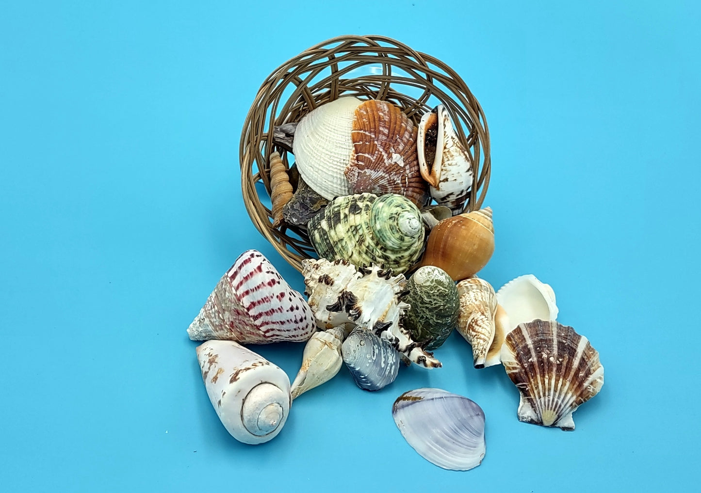 Mixed Small Seashells Assortment in 4 Inch Basket (approx. 15-25+ shells 0.5-1.5+ inches) Shells for coastal crafting and collections!