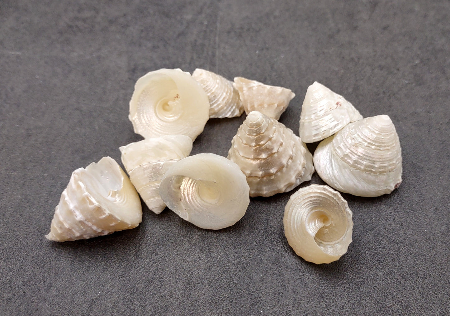 Pearlized Trochus Seashell Trochus Niloticus (10 shells approx. 0.75+ inch) Neat shells for coastal crafting décor & collections!