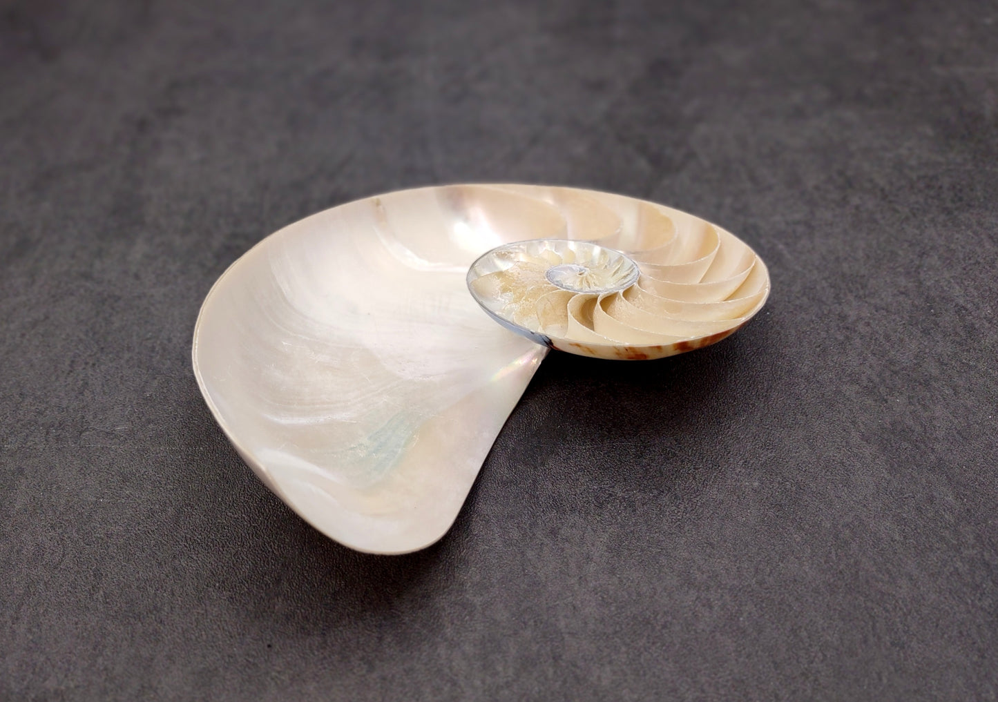 Polished Natural Nautilus Seashell Right Cut Single Half Nautilus Pompilius (1 HALF shell approx. 6+ inches) Shells for decor & collections!
