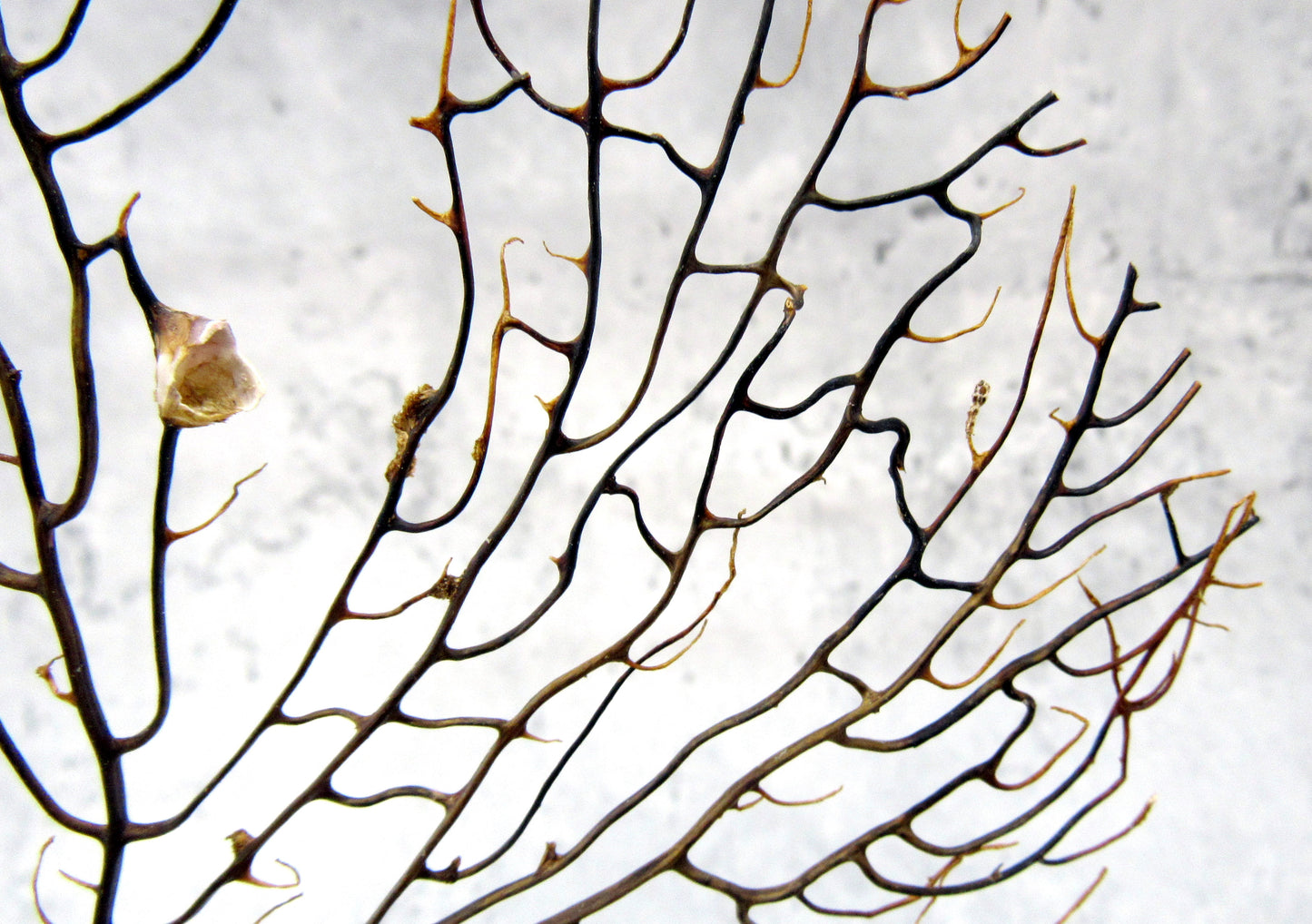 Black Sea Fan - Gorgonia Ventalina - (1 fan approx. 5-7 inches). One black sea fan with long black arms and a brown base. Copyright 2024 SeaShellSupply.com.