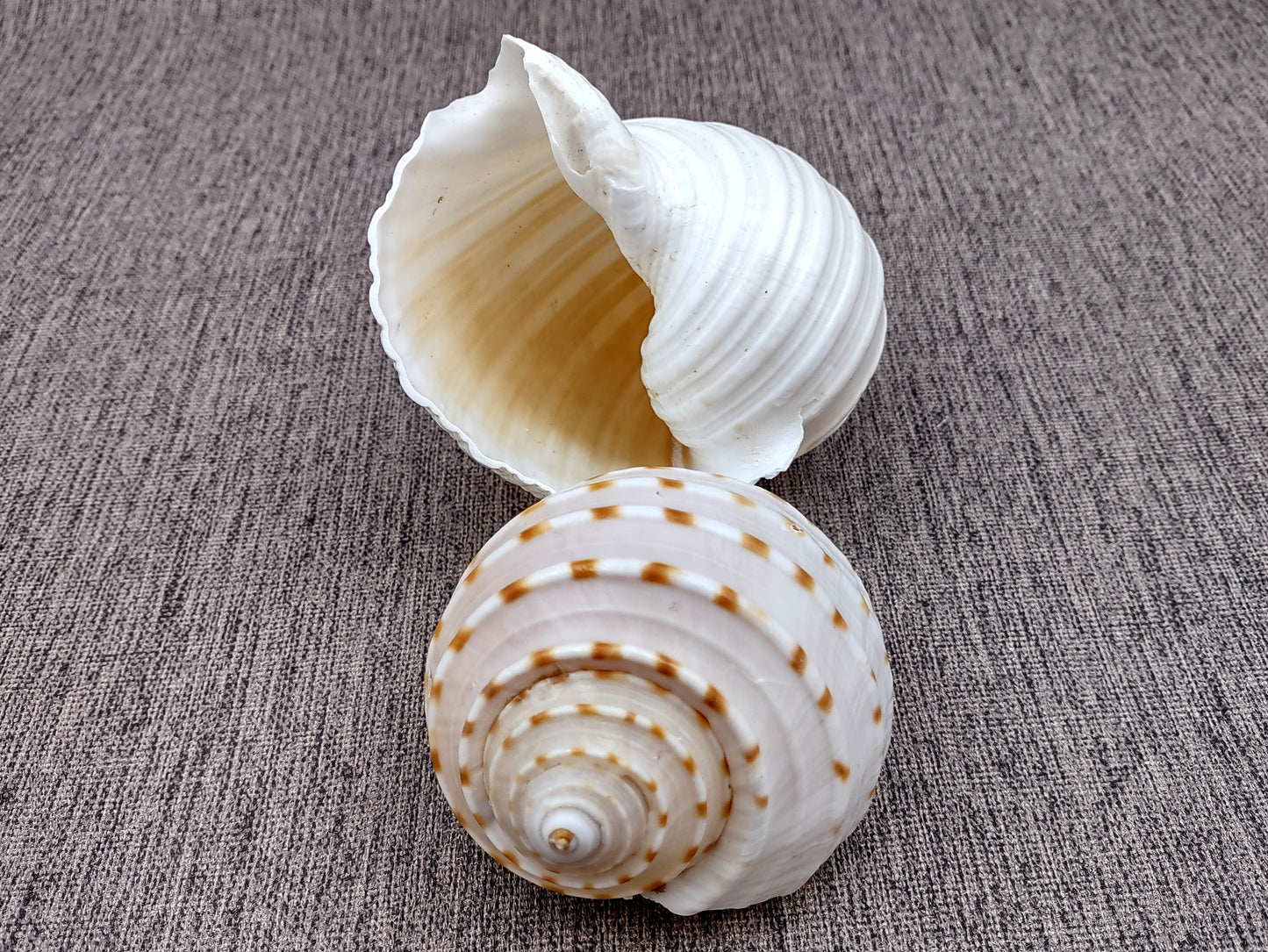Spotted Tun Seashell Tonna Tessalata (1 shell approx. 4+ inches) Distinct shells for coastal crafting décor & collections!