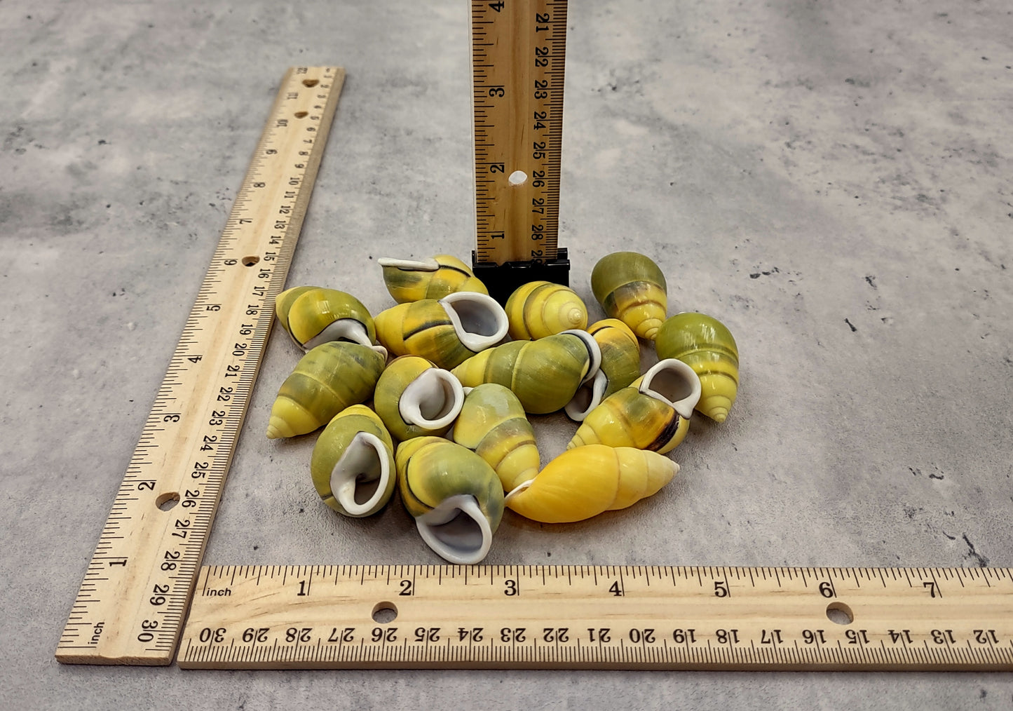 Yellow Land Snail Shells Amphidromus Sowerbyi (3 shells approx. 1.5+ inches). Three yellow and green spiral striped snail shells with white opening. Copyright 2022 SeaShellSupply.com.