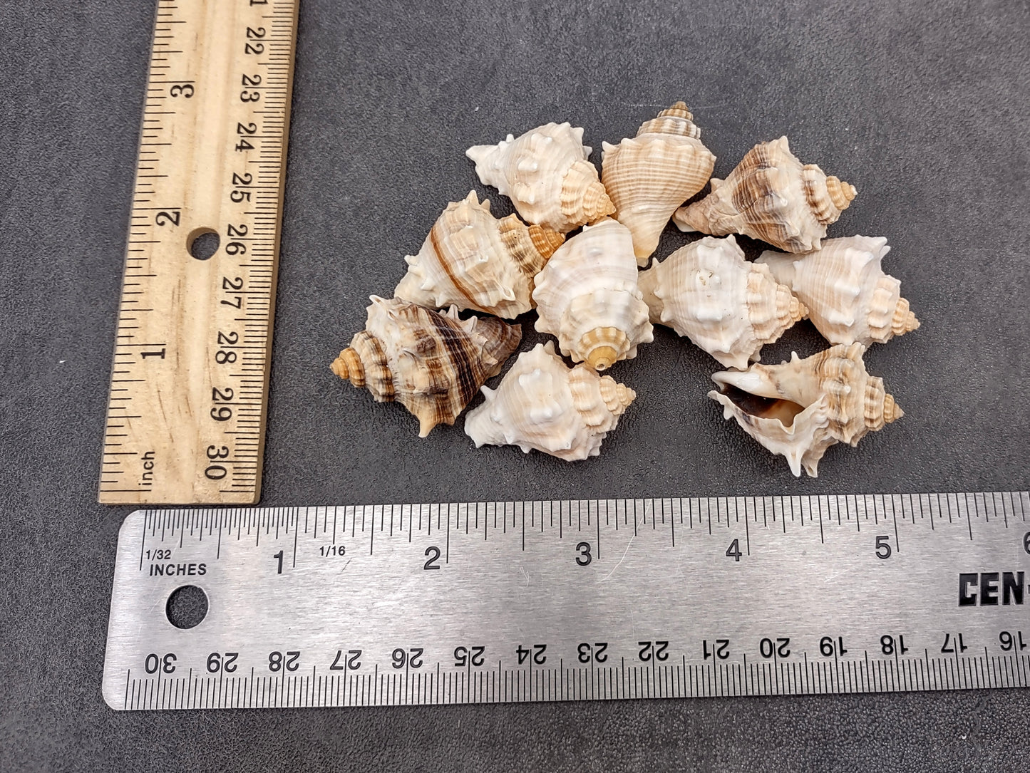Spiny Melongena Seashells Melongena Bispinosa (10 shells approx. 1+ inches) Spiny shell great for any collection or coastal craft project!