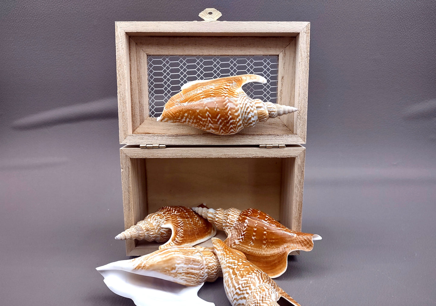Listers Conch Shell - Strombus Listeri - (1 shell approx. 3.5-4 inches). Two orange and white spiral textured shells. Copyright 2024 SeaShellSupply.com.