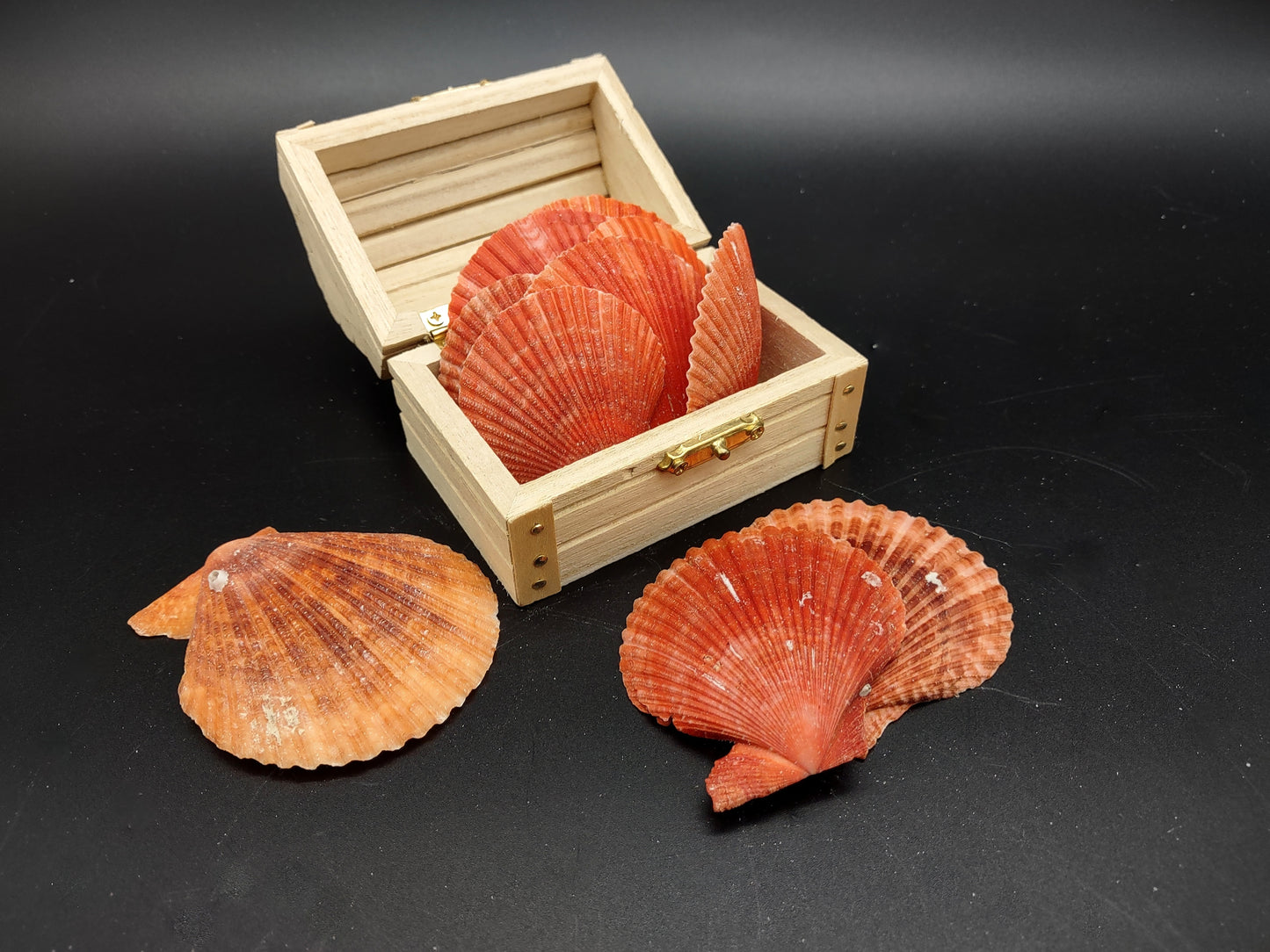 Fire Red Scallop Shell Halves Noble Pecten Nobolis (Approx. quarter pound shells 2+ inches) Red Scallop seashells for arts & crafts!