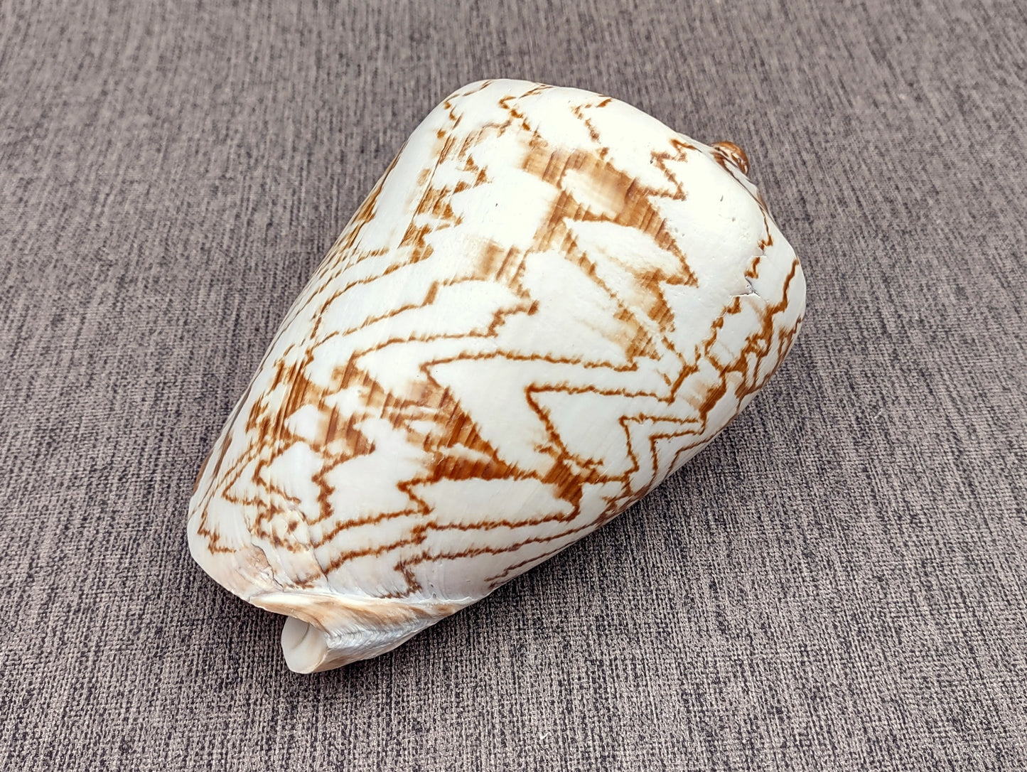 Noble Volute Seashell Voluta Nobilis (1 shell approx. 6+ inches) Perfect shells for coastal crafting decor & collections! One white shell with different tan designs on it and a wide opening. Copyright 2022 SeaShellSupply.com.