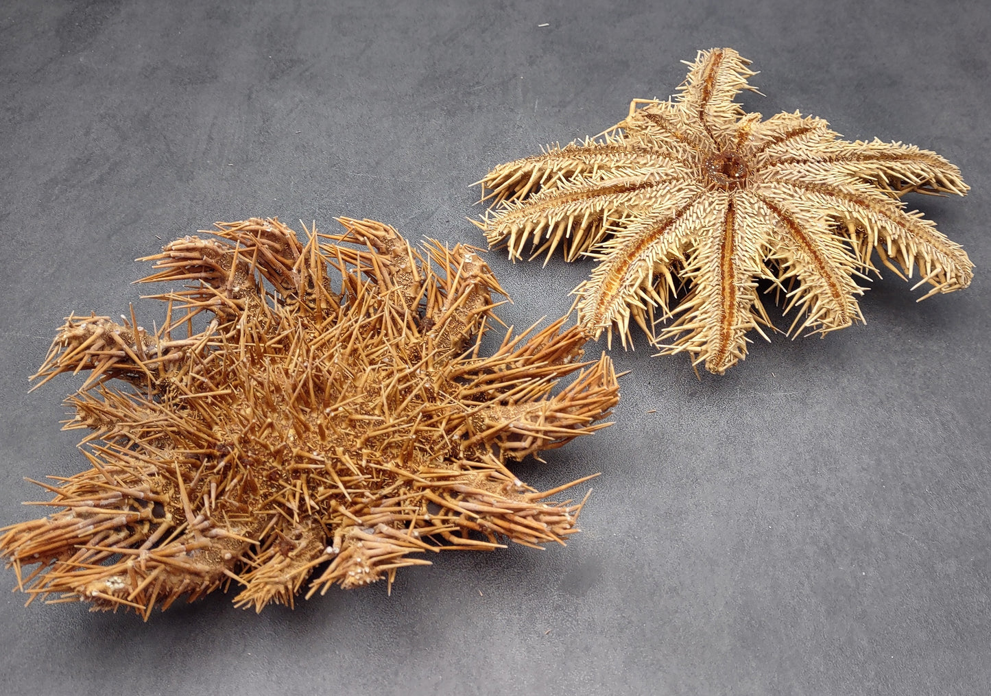 Crown of Thorns Starfish (8+ inches) - Acanthaster Planci. One thorny Starfish. Copyright 2024 SeaShellSupply.com.