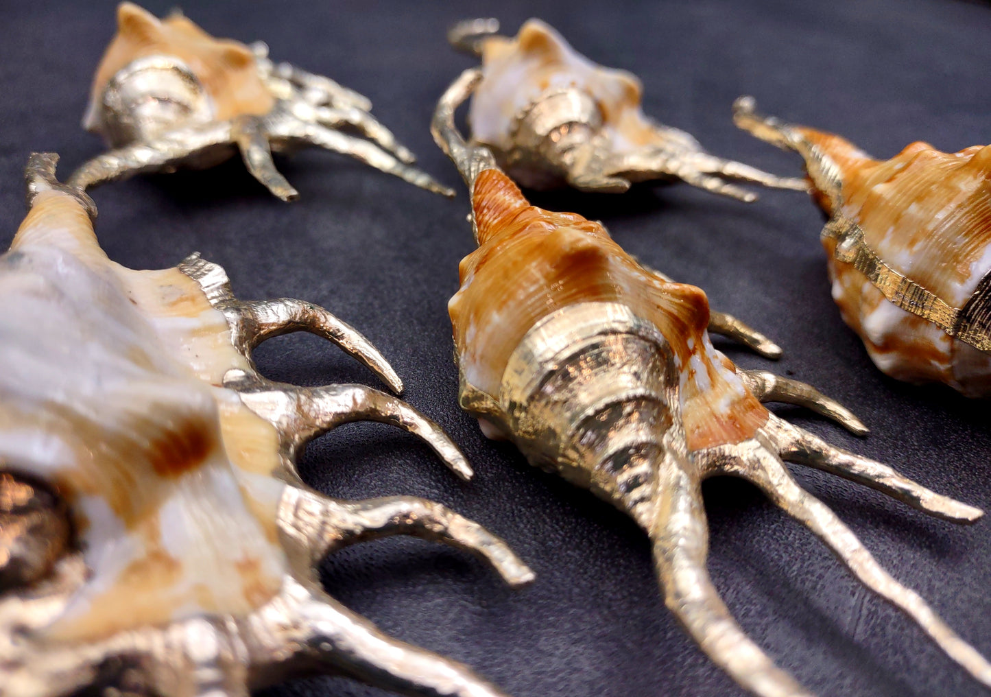Silver-Plated Oranger Spider Seashell - Lambis Crotata - (1 Shell approx. 4+ inches) One orange and white spider conch with silver plated decoration. Copyright 2024 SeaShellSupply.com