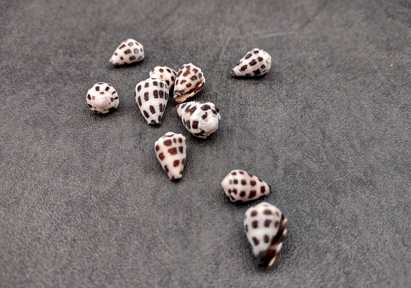 Photo of Extra Small Hebrew Cone Seashells Conus Ebraeus (5 shells approx. 0.25+ inches). Copyright 2024 SeashellSupply.com