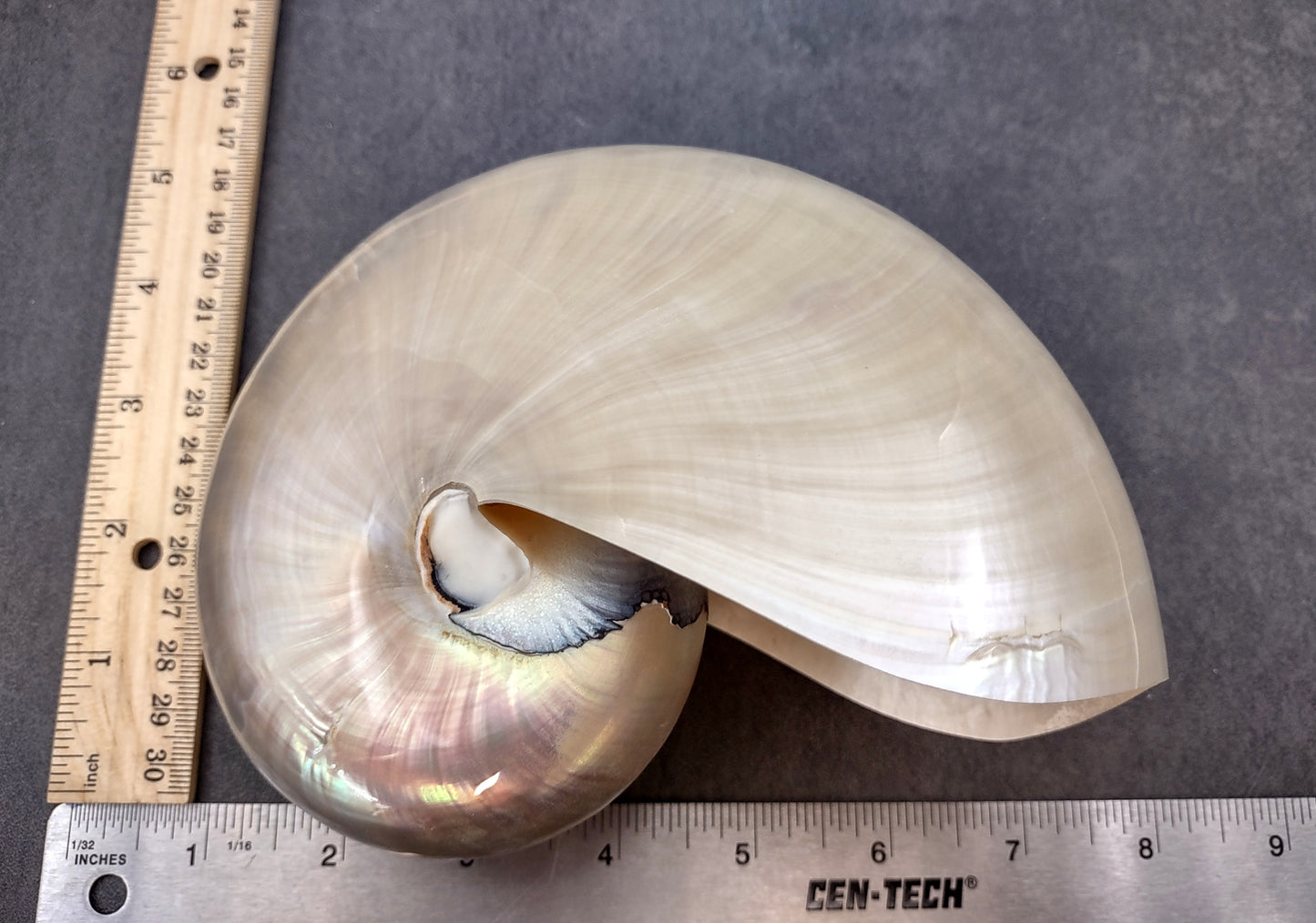 Pearl Nautilus Seashell (6-7") - Nautilus Pompilius