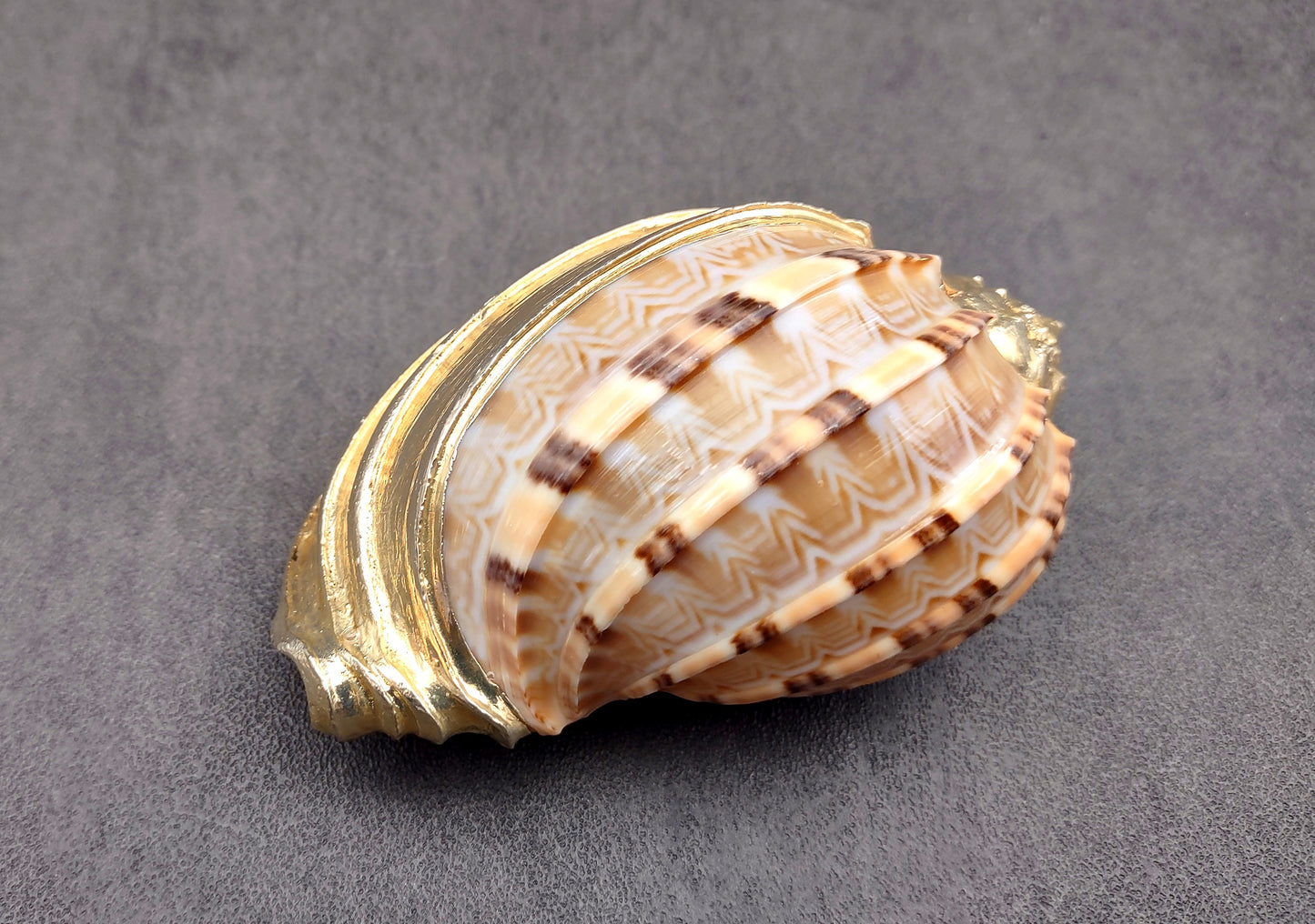 Silver-Plated Major Harp - Harpa Harpa - (1 Shell approx. 3+ inches) One silver plated harp shell. Copyright 2024 SeaShellSupply.com