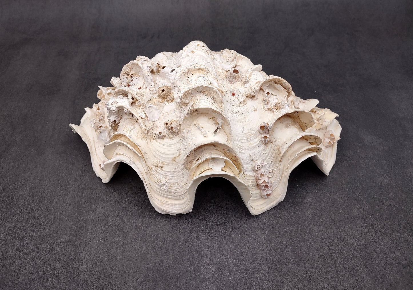 Giant Ruffled Clam Shell Half (1 half shell approx. 10.25L x 3.25H x 6.5D inches) Great rare clam shell for decor & display! Natural colored and weathered clam shell. Copyright 2024 SeaShellMart.com