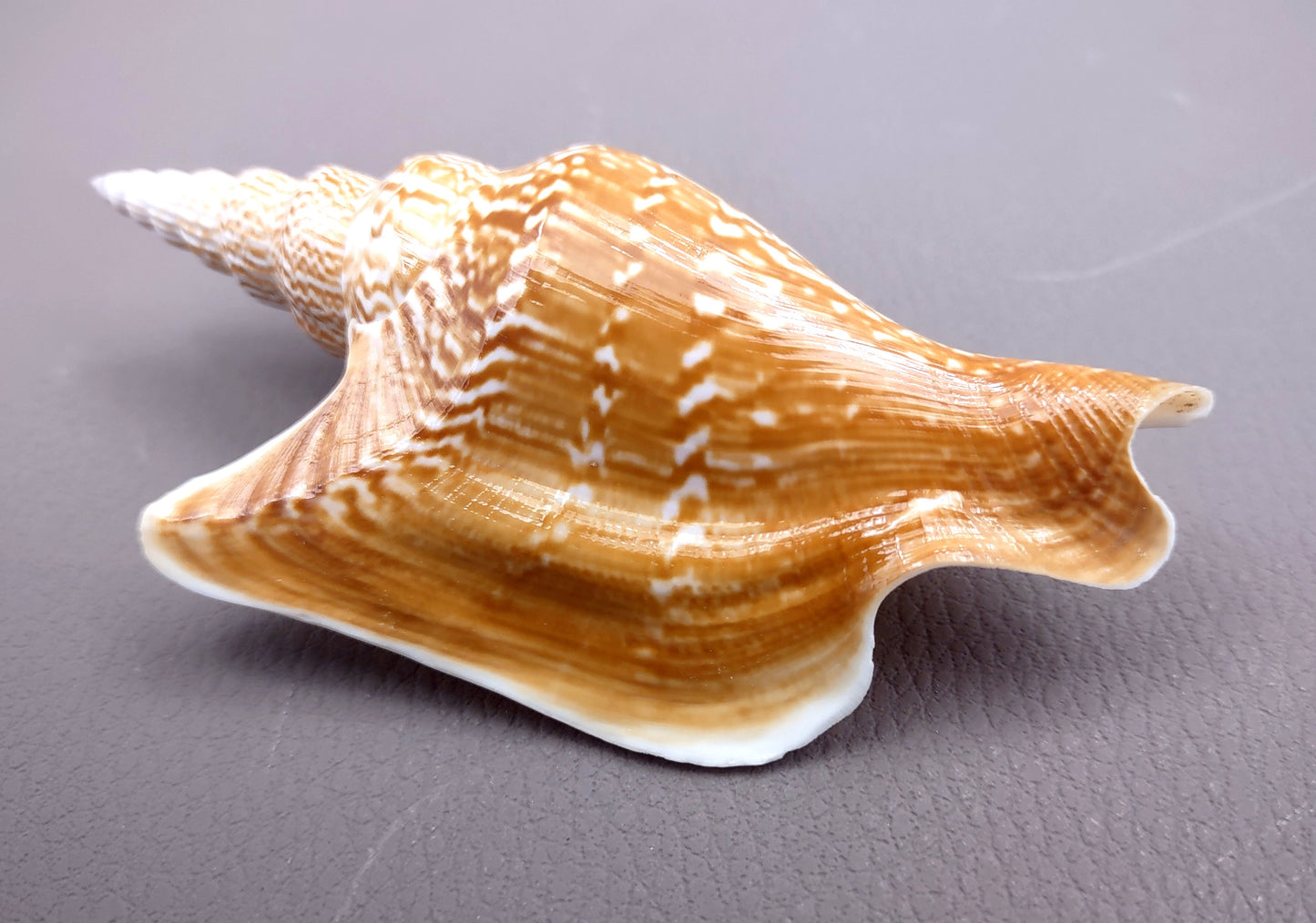 Listers Conch Shell - Strombus Listeri - (1 shell approx. 3.5-4 inches). Two orange and white spiral textured shells. Copyright 2024 SeaShellSupply.com.