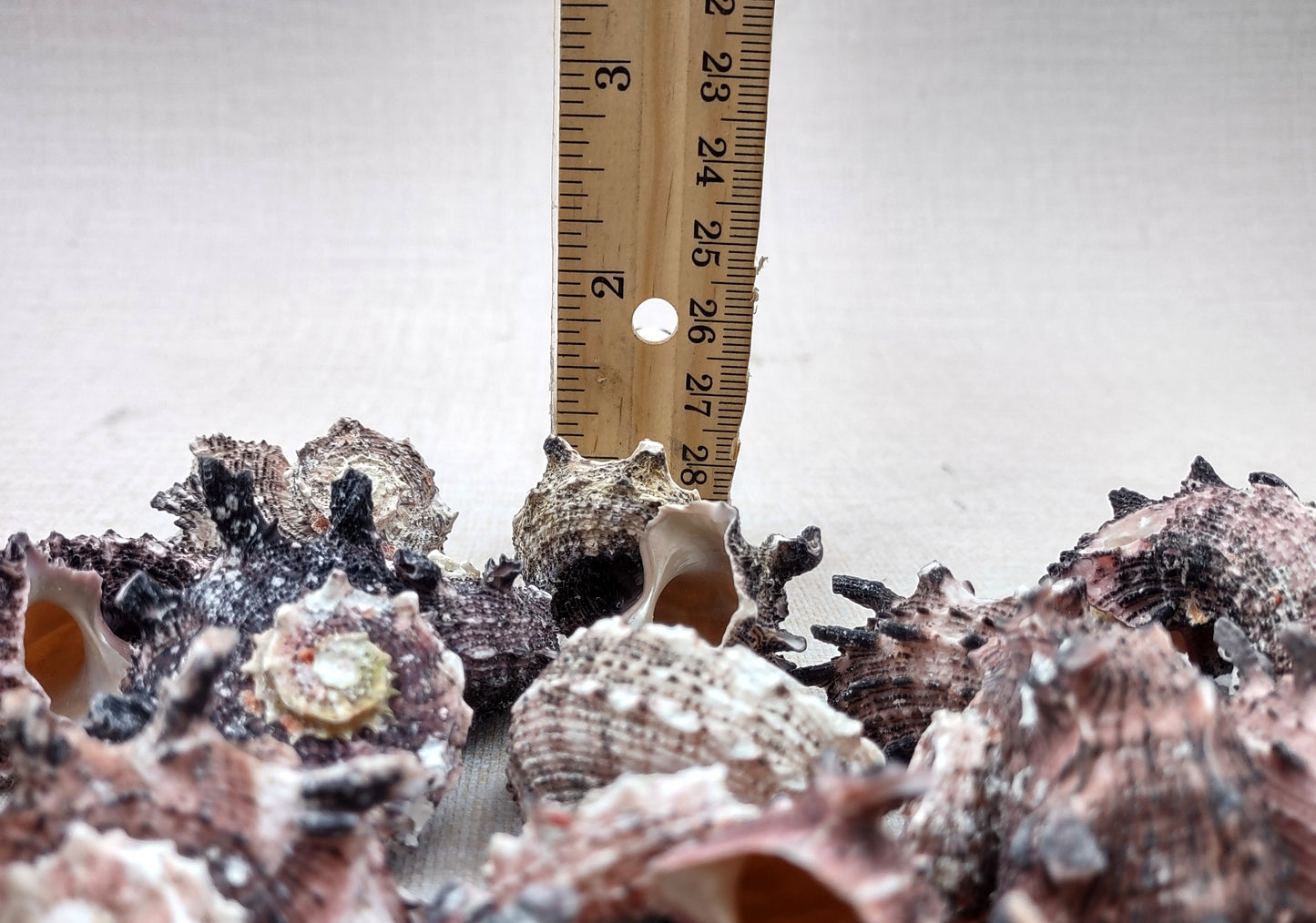 Pink Dolphin Shells Angaria Delphinus Pink Spiral Seashells (5 shells approx. 1+ inches) SS-037 copyright 2024 SeaShellSupply.com
