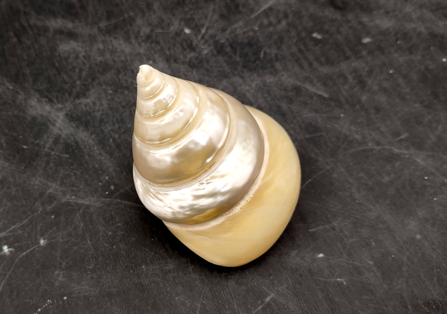 Pearlized Trochus Seashell - Trochus Niloticus - (1 shell approx. 2.5-3 inches). One spiral glossy shell with broad opening. Copyright 2024 SeaShellSupply.com.