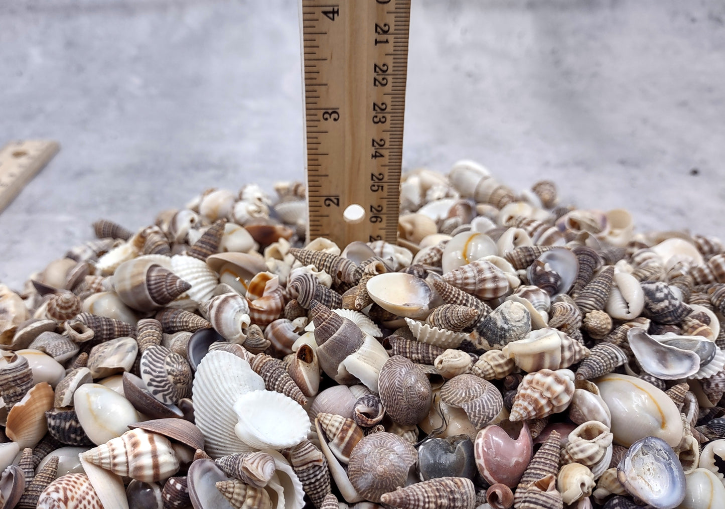 Extra Small Seashell Assorted Ocean Mix (approx. 1 kilogram 0.50+ inches) Superb shells for coastal crafting and collections!
