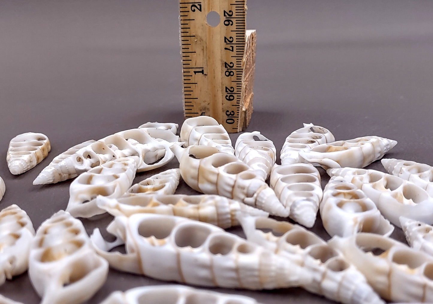 Cerithium Sliced/Center Cut Seashells (10 pcs.). White ribbed shells showing the inner cavities. Copyright 2024 SeaShellSupply.com.