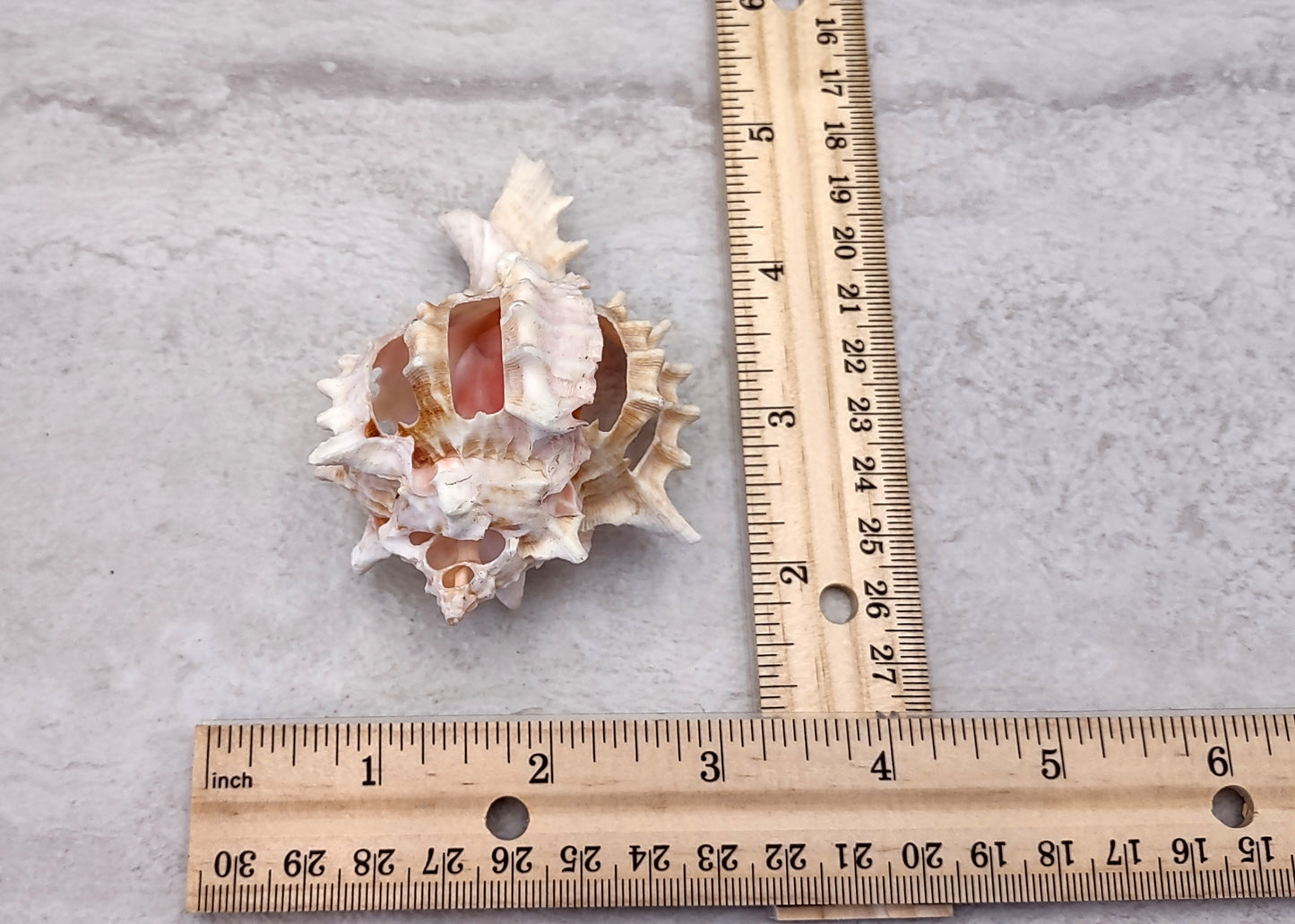 Multi Cut Pink Murex - Murex Erythrostomus - (3 Shells approx. 2.5-3 inches). Three white spiked shells with a lighter pink inside and wide spiral. Copyright 2022 SeaShellSupply.com.