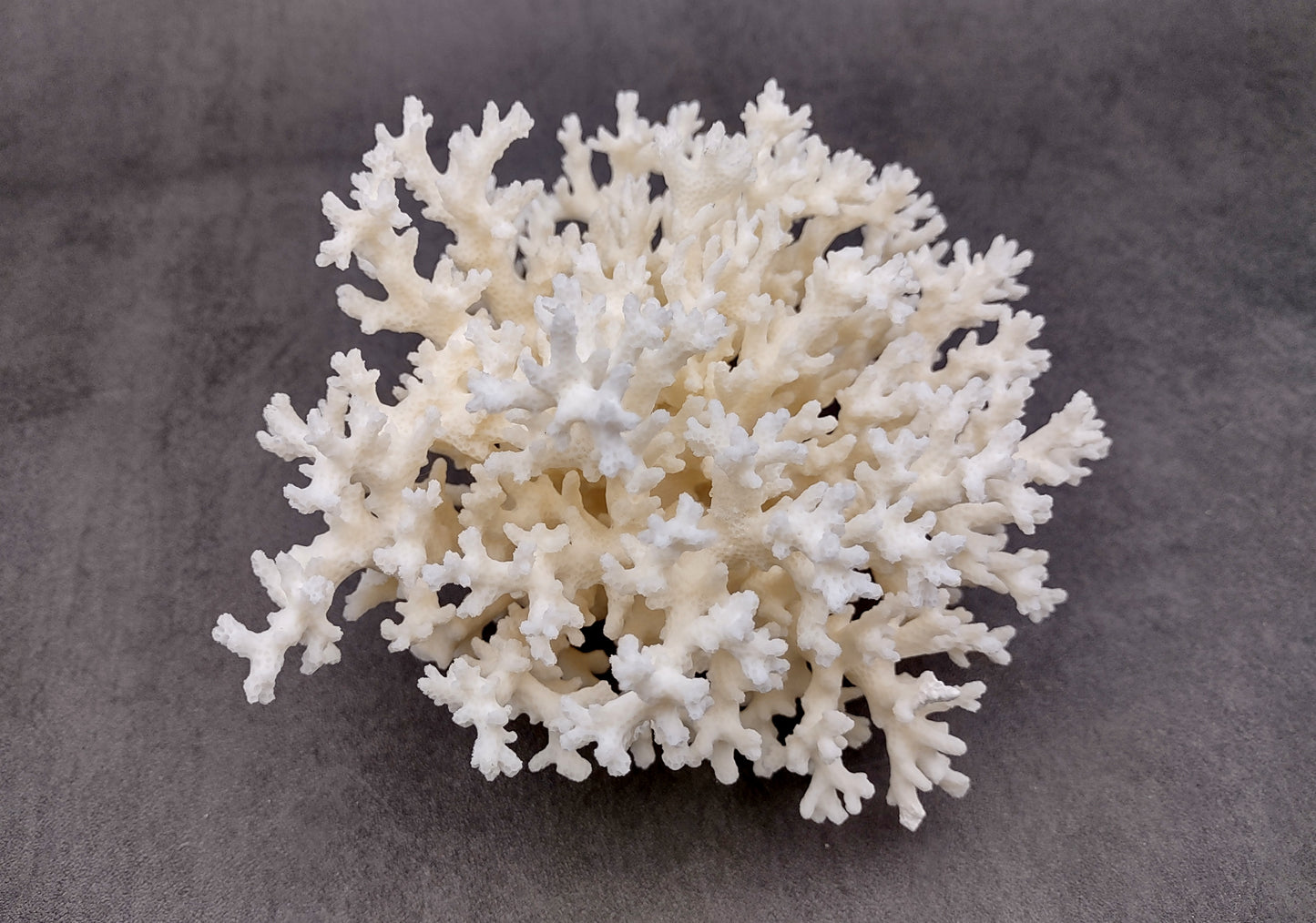 White Lace Coral Cluster (1 coral approx. 5-6+ inches) Great delicate coral to add to any fun display or coastal crafts!