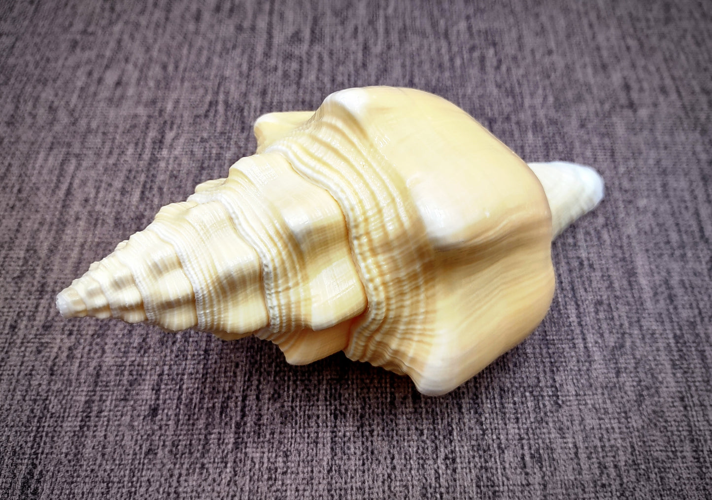West Indian Chank - Turbinella Angulata - (1 shell 5-6 inches). White ribbed spiral shells, one shell shows the opening and one showing the textured side. Copyright 2024 SeaShellSupply.com.