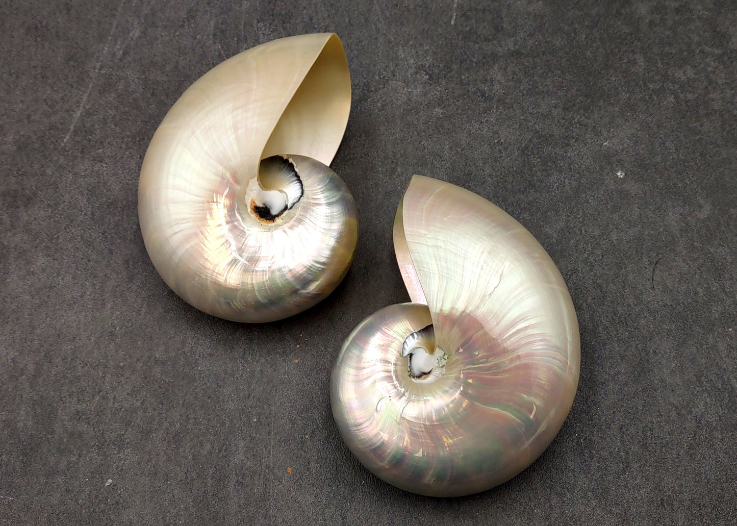 Pearlized Nautilus Seashell Polished Nautilus Pompilius (1 shell approx. 3+ inches) Pearlized Nautilus Shell for display decor & collecting!