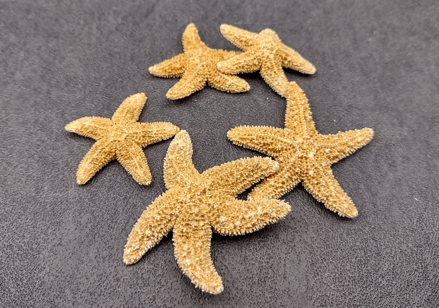 Photo of several beige Sugar Starfish - Piaster Ochraceus. (.75-1.5 inches) Copyright 2024 Seashellsupply.com