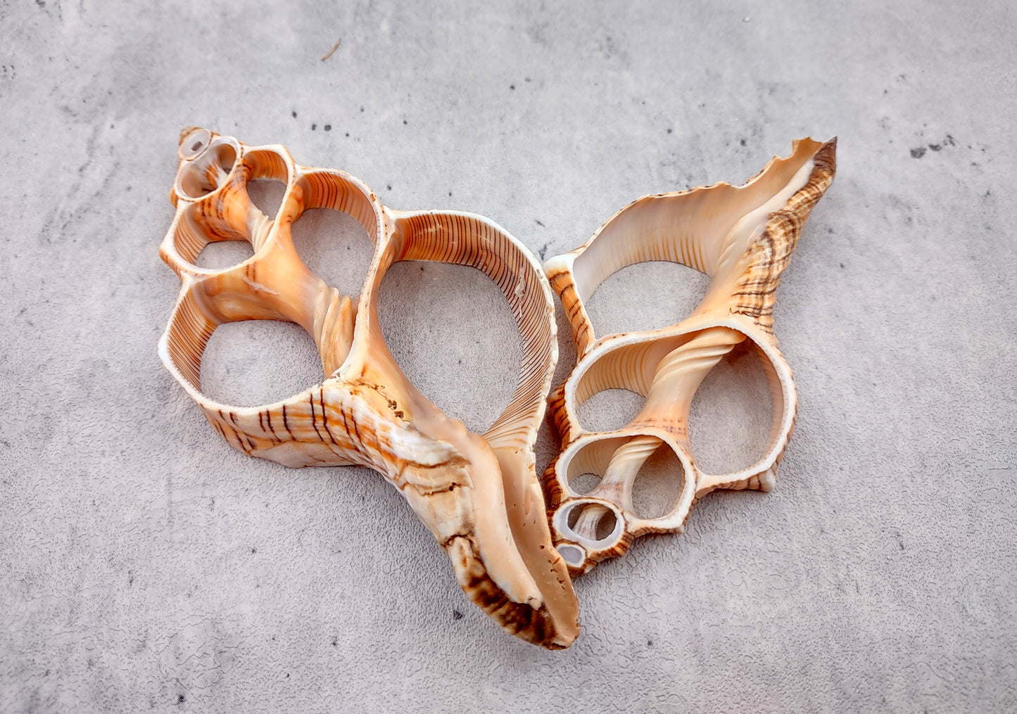 Photo of a pair of orange and cream large center cut fox shells. Copyright 2024 SeashellSupply.com