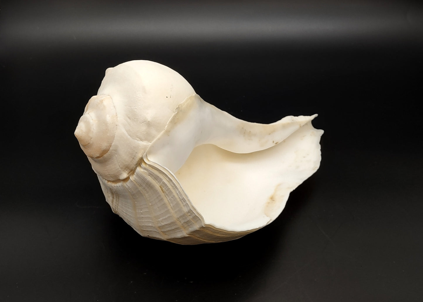 Left Handed Lightning Whelk Busycon Contrarium (1 shell approx. 10+ inches) Large shells for coastal crafting décor & collections!